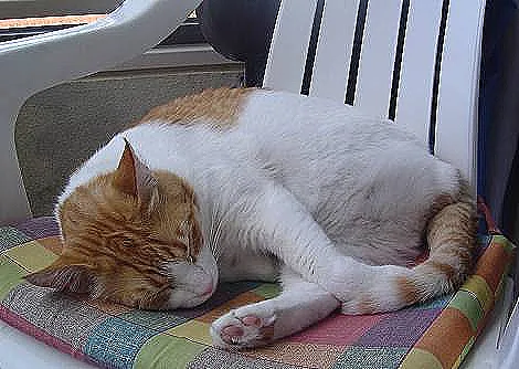 Join the iCatCare Community