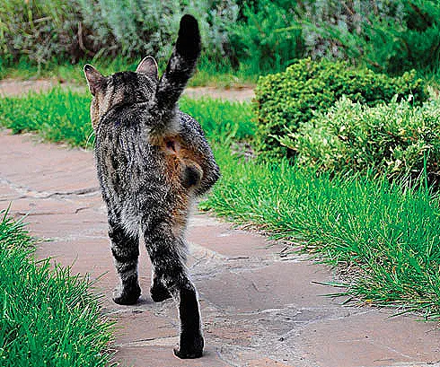 Join the iCatCare Community