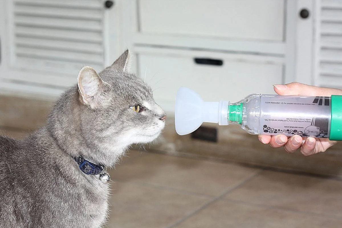 Join the iCatCare Community