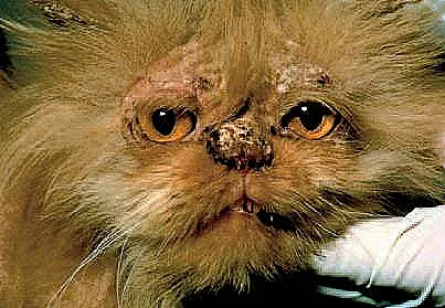 Join the iCatCare Community