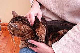 Join the iCatCare Community