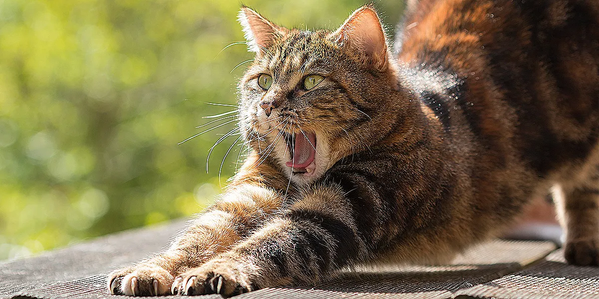 Join the iCatCare Community