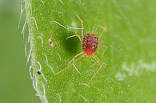 kirmizi-orumcek-akarina-karsi-tedavi