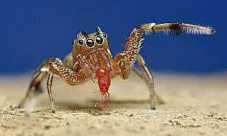 kirmizi-orumcek-akari-iticileri