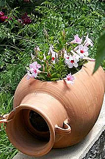 mandevilla-ve-dipladenia-hakkinda-daha-fazla-bilgi-edinin