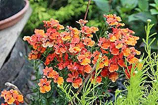 nemesia-budama-ve-bakimi