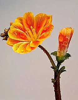 nemesia-hakkinda-akilli-ipucu