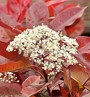 photinia-cit