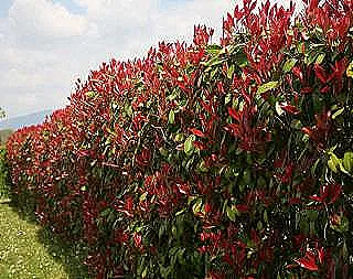 cogaltmaphotinia
