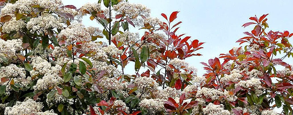 photinianin-hastaliklari-zararlilari-ve-sorunlari