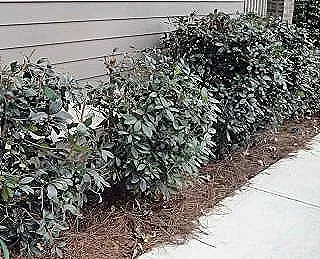 photinia-hakkinda-daha-fazla-bilgi-edinin