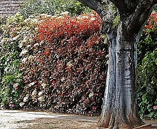 photinia-hakkinda-akilli-ipucu