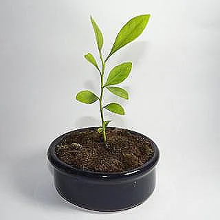 saksidaki-limon-agacinin-yeniden-saksiya-alinmasi