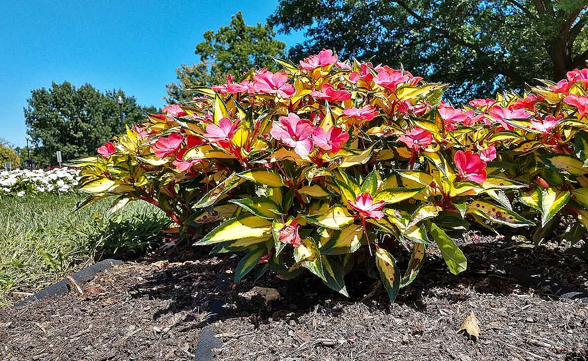 sunpatiens-in-bakimi-ve-budanmasi