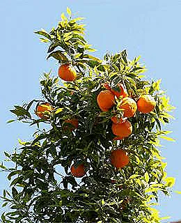 bir-portakal-agaci-dikmek