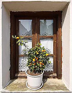 bir-portakal-agacini-budama-ve-ilgilenme