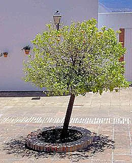 turuncu-agac-cesitleri