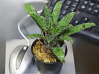 vriesea-bitkileri-dikimi-ve-yeniden-saksilama