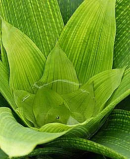 vriesea-sulama-ve-gubre-ekleme