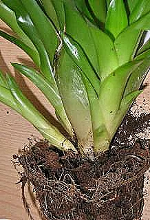 vriesea-cicek-acma-ve-uretimi