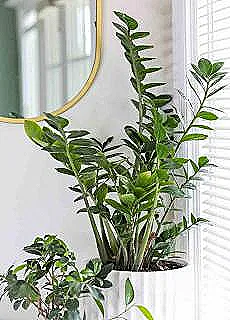 zumrut-palmiyesi-nasil-dikilir