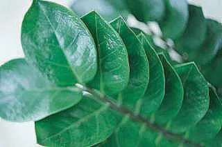 sulama-islemi-yakut-palmiyesi