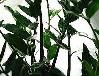 zumrut-palmiye-bakimi