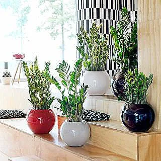 zumrut-palmiye-cesitleri